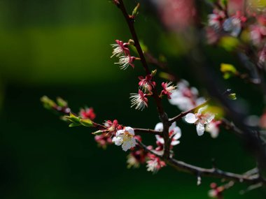 Kiraz çiçekleri düştükten sonra