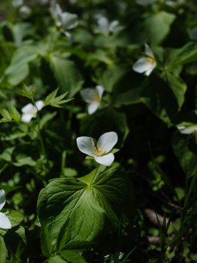 İlkbaharda Hokkaido 'da Trillium Camschatcense