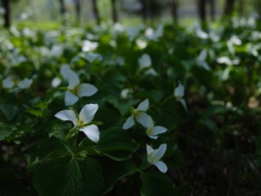 İlkbaharda Hokkaido 'da Trillium Camschatcense