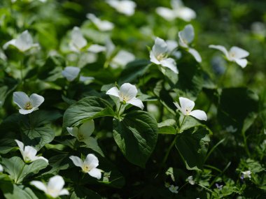 İlkbaharda Hokkaido 'da Trillium Camschatcense