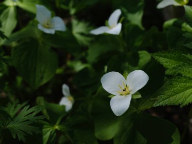 İlkbaharda Hokkaido 'da Trillium Camschatcense