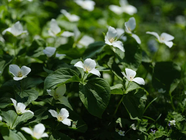 İlkbaharda Hokkaido 'da Trillium Camschatcense