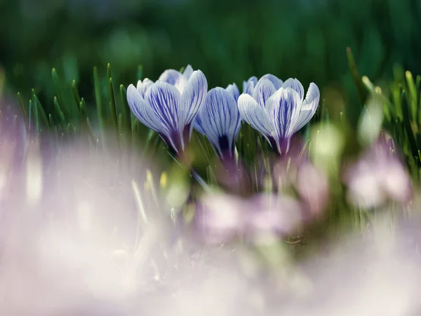 Crocus Fleur Sur Jardin Printemps — Photo