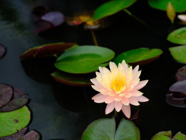 Nilüfer ve yeşil yaprak