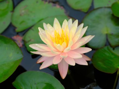 Nilüfer ve yeşil yaprak