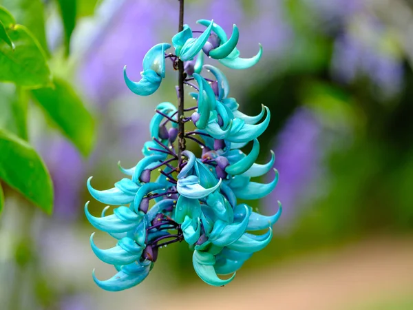 Ishigaki Adası 'ndaki Yeşim Sarmaşık