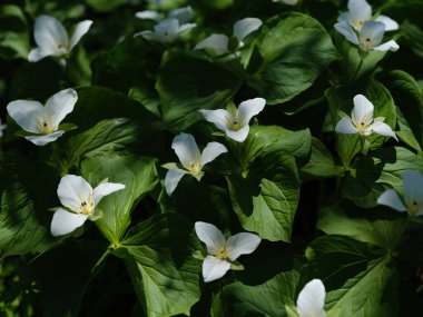 İlkbaharda Hokkaido 'da Trillium Camschatcense