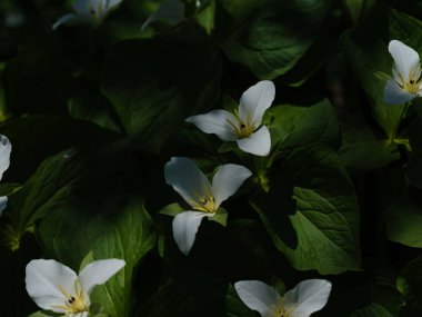İlkbaharda Hokkaido 'da Trillium Camschatcense