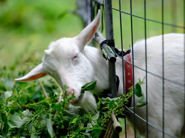 Grass Eating Goat Ishigaki Island — Stock Photo, Image