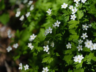 Hokkaido ilkbaharında yumuşak rüzgarçiçeği