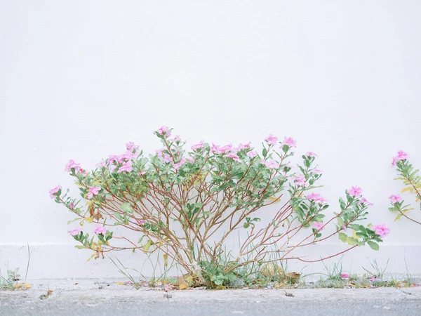 White Wall Grass Okinawa — Stockfoto