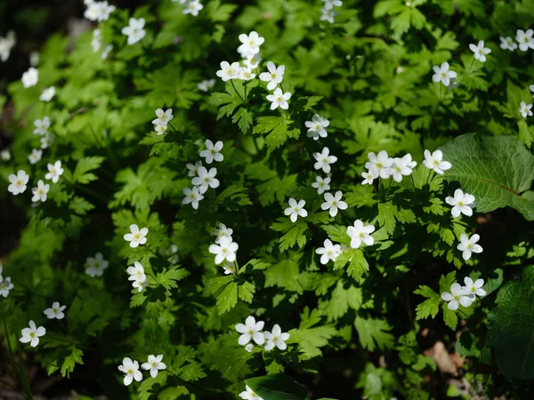 Soft Windflower Spring Hokkaido — Stock Photo, Image