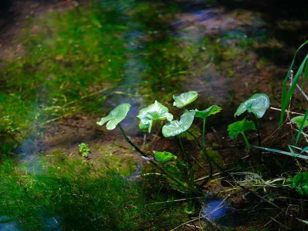 Agua Manantial Hermosa Hokkaido — Foto de Stock