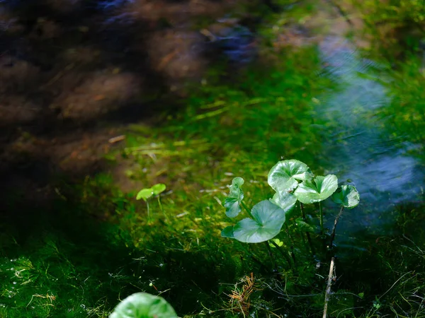 Красива Джерельна Вода Хоккайдо — стокове фото