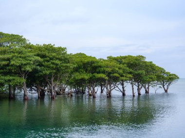 İriomote adasında ilmek kökü mangrov ağacı 