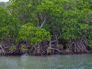 İriomote adasında ilmek kökü mangrov ağacı 