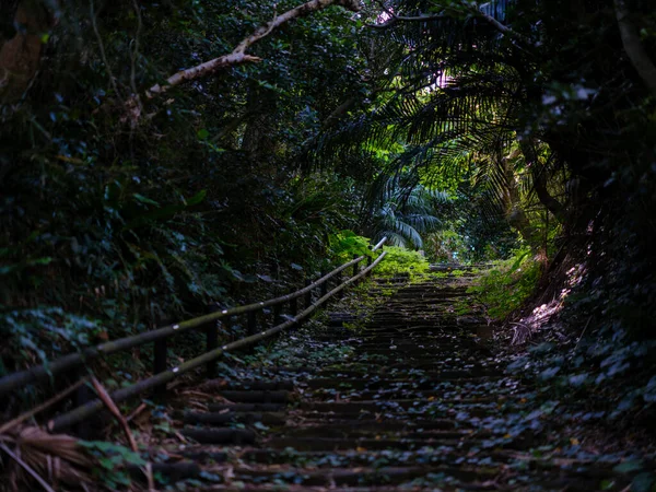 Oude Weg Iriomote Eiland — Stockfoto