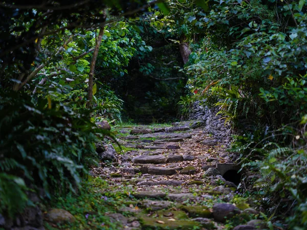 İriomote adasındaki eski yol