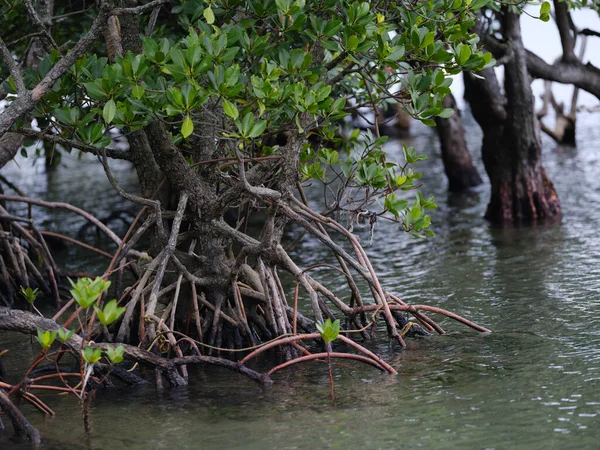 Mangrovie Radice Circolare Nell Isola Iriomote — Foto Stock