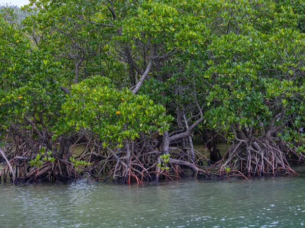 Riomote Adasında Ilmek Kökü Mangrov Ağacı — Stok fotoğraf