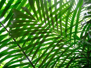 Ishigaki adasındaki yağmur ormanları.