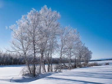 Buz kaplı ağaç ve mavi gökyüzü