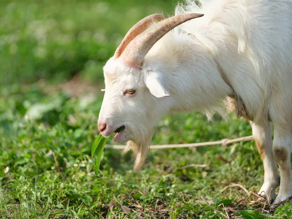 Goat Iriomote Islamd Okinawa — ストック写真