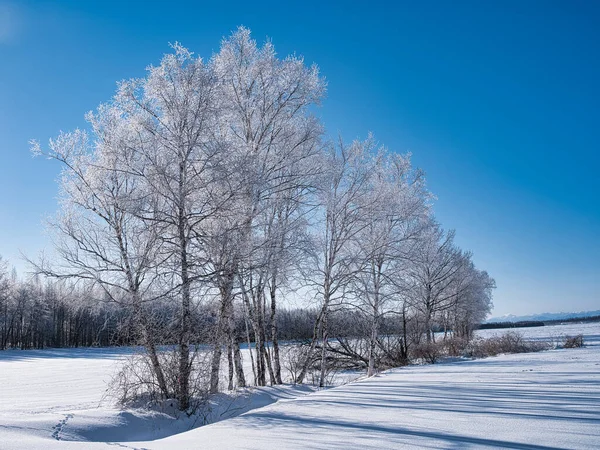 Замерзшее Дерево Голубое Небо — стоковое фото
