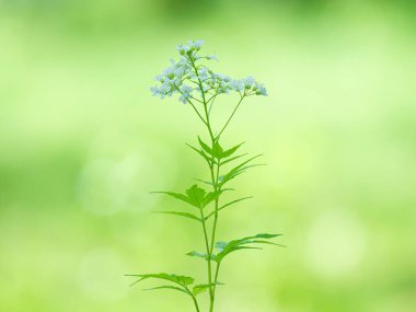 Yaz ormanında Cardamine Lukantha