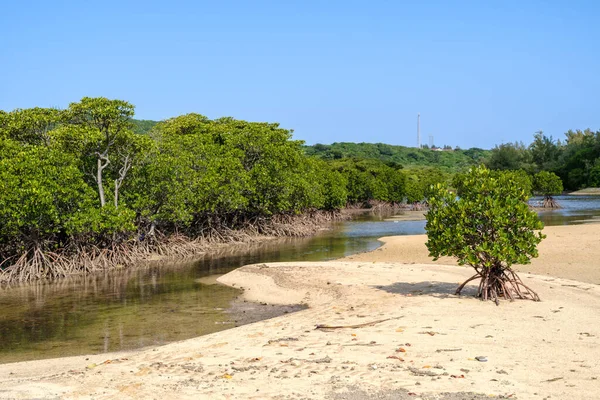 Forêt Mangroves Sur Île Iriomote — Photo