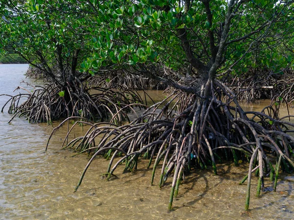 Floresta Mangue Ilha Iriomote — Fotografia de Stock