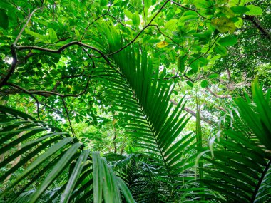 Ishigaki adasındaki yağmur ormanları.