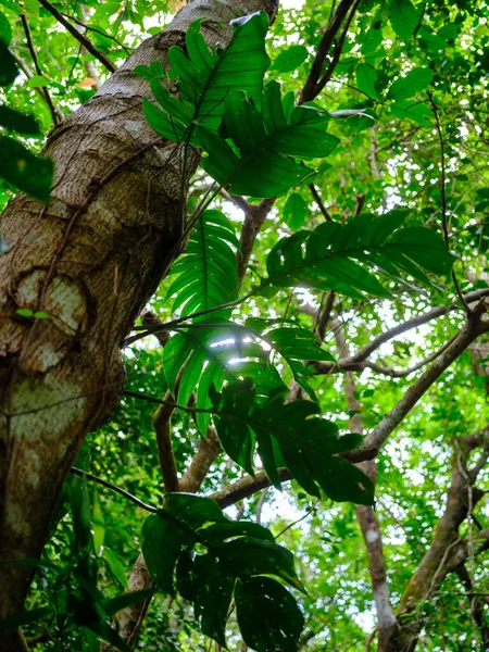 Rainforest Jungle Ishigaki Island — Foto Stock