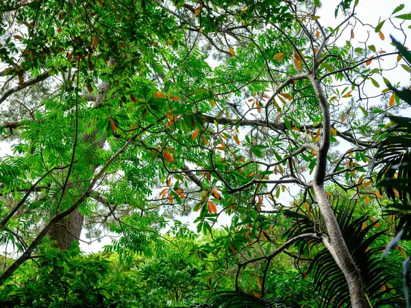 Джунгли Тропических Лесов Острове Ишигаки — стоковое фото