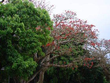 Okinawa Hint mercan ağacı