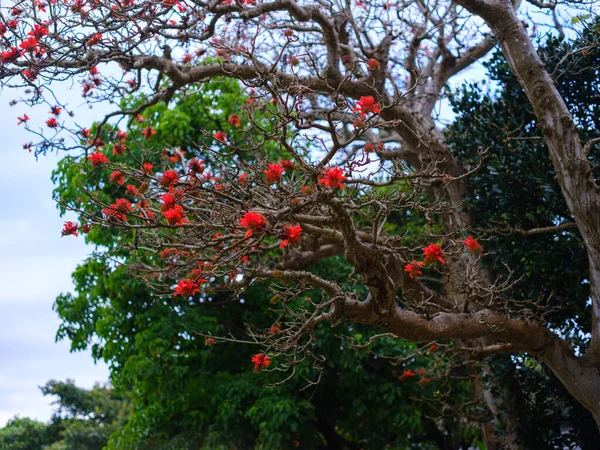 Indischer Korallenbaum Okinawa — Stockfoto