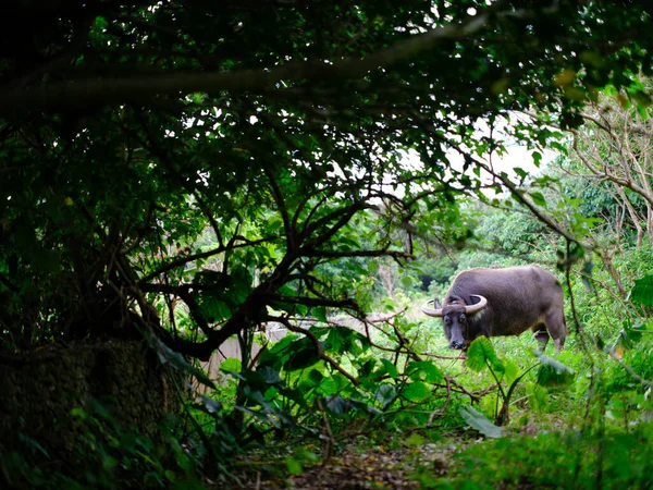 Grüne Wälder Und Kuh Okinawa — Stockfoto
