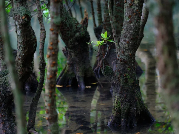 Mangrovenwald Auf Iriomote Insel — Stockfoto
