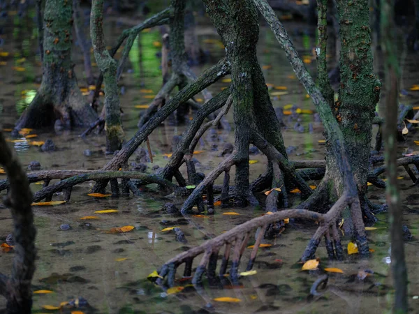 象牙树岛上的红树林 — 图库照片