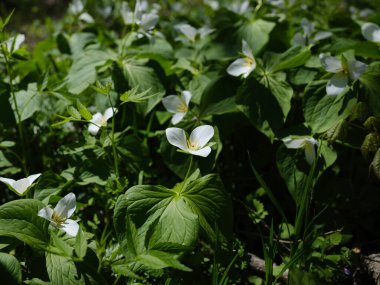 İlkbaharda Hokkaido 'da Trillium Camschatcense