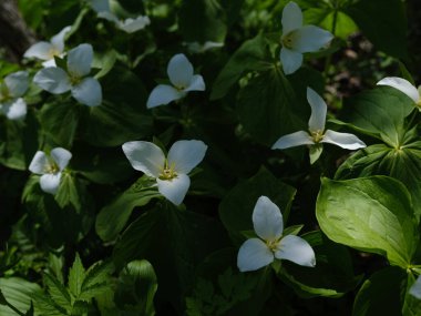 İlkbaharda Hokkaido 'da Trillium Camschatcense