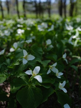 İlkbaharda Hokkaido 'da Trillium Camschatcense