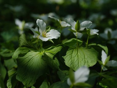 İlkbaharda Hokkaido 'da Trillium Camschatcense