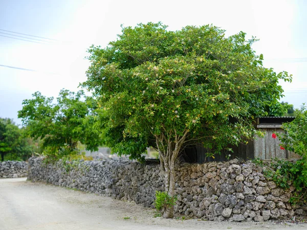 Paisaje Antiguo Isla Taketomi — Foto de Stock