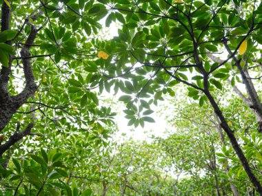 mangrov orman Iriomote Adası