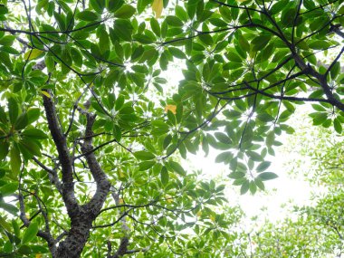 mangrov orman Iriomote Adası