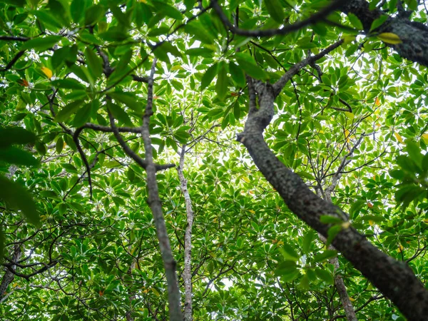 Foresta Mangrovie Nell Isola Iriomote — Foto Stock