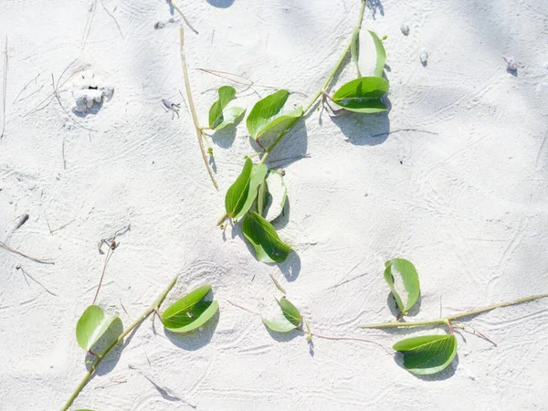 Белый Песок Зеленое Растение — стоковое фото