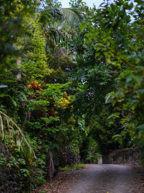 İriomote adasındaki sonai bölgesi.