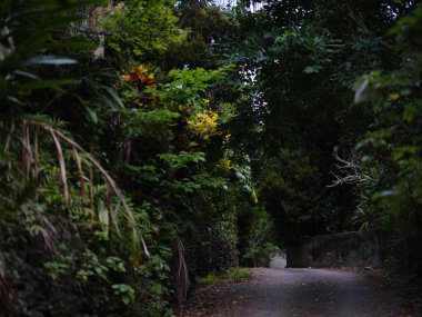 İriomote adasındaki sonai bölgesi.